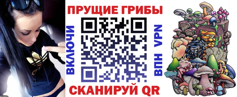 Псилоцибиновые грибы Psilocybe  сколько стоит  Курчалой 
