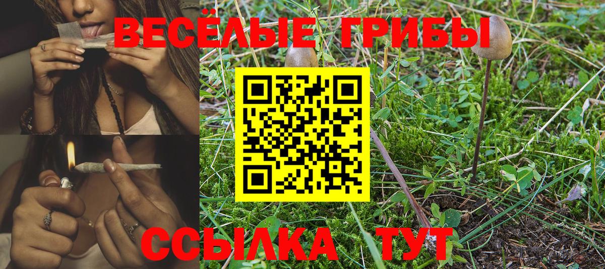 Псилоцибиновые грибы GOLDEN TEACHER Курчалой